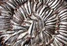 anchoaspez