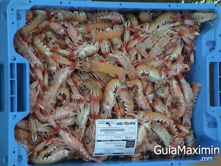 cigalas
