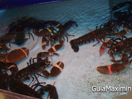 acuario