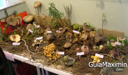 muestra