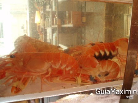 cigala