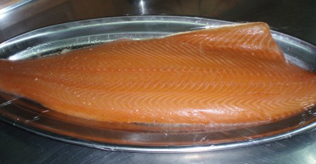 salmon