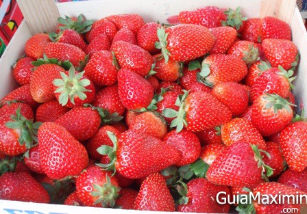 fresas