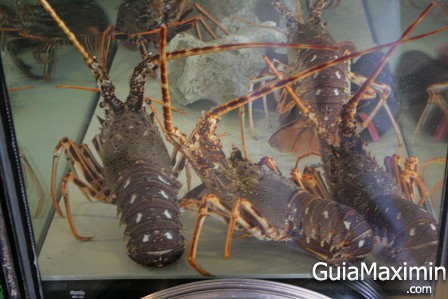langosta