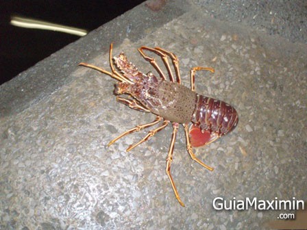 langosta al agua