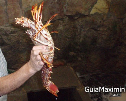langosta muestra